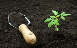 How I used Nakhodka fertilizer for growing crops