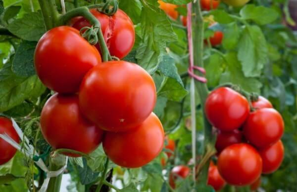 Оптимальный состав удобрения для помидоров