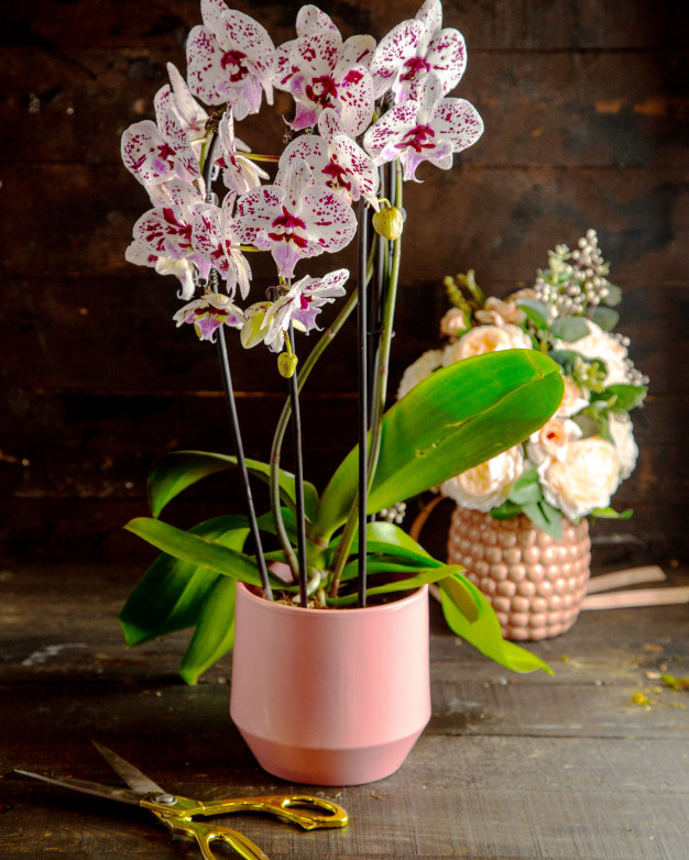 Как заставить орхидею цвести